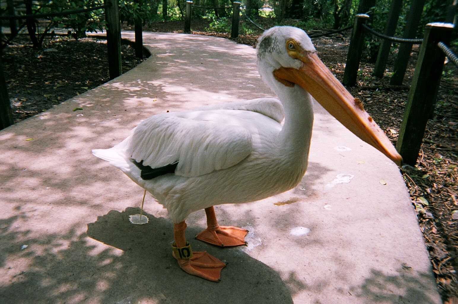 A pelican among the wildlife at Flamingo Gardens